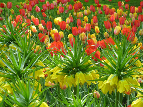 Exotic Flowers