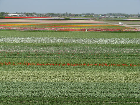 Tulip Fields in Holland