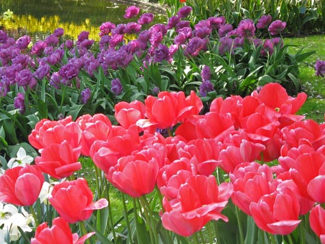 Keukenhof Gardens