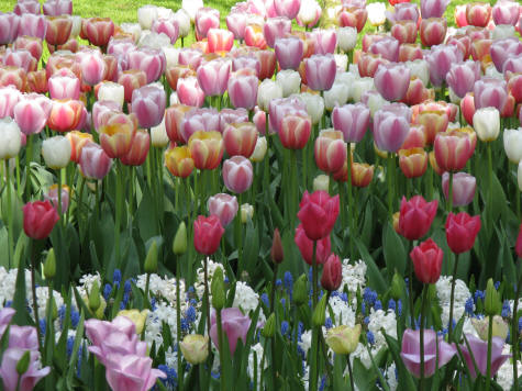 Tulips in Holland